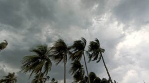 palm trees with wind blowing in the wind